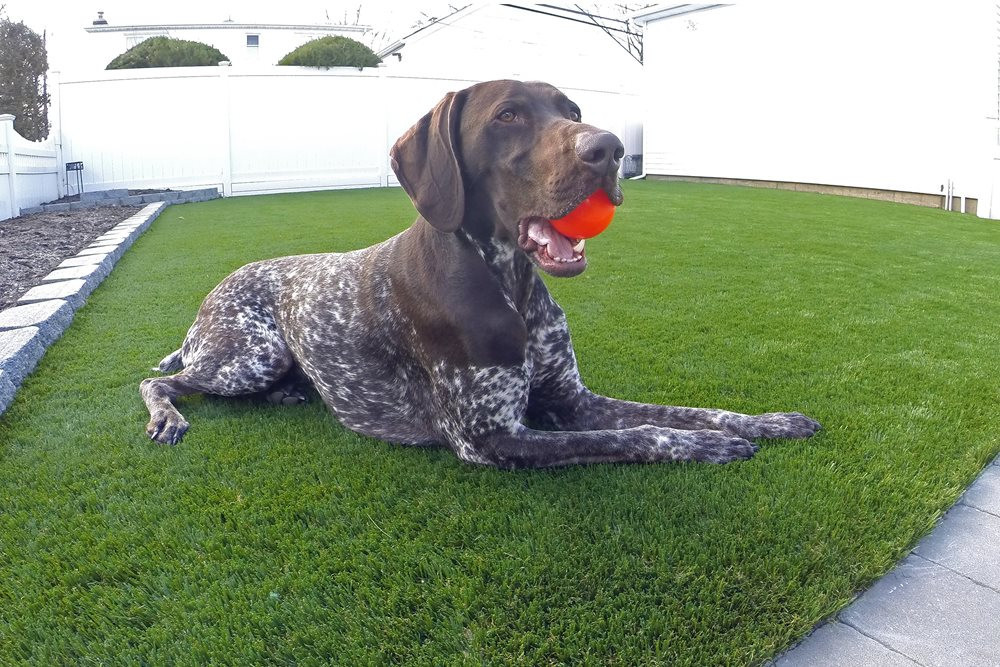 Fresno artificial pet turf